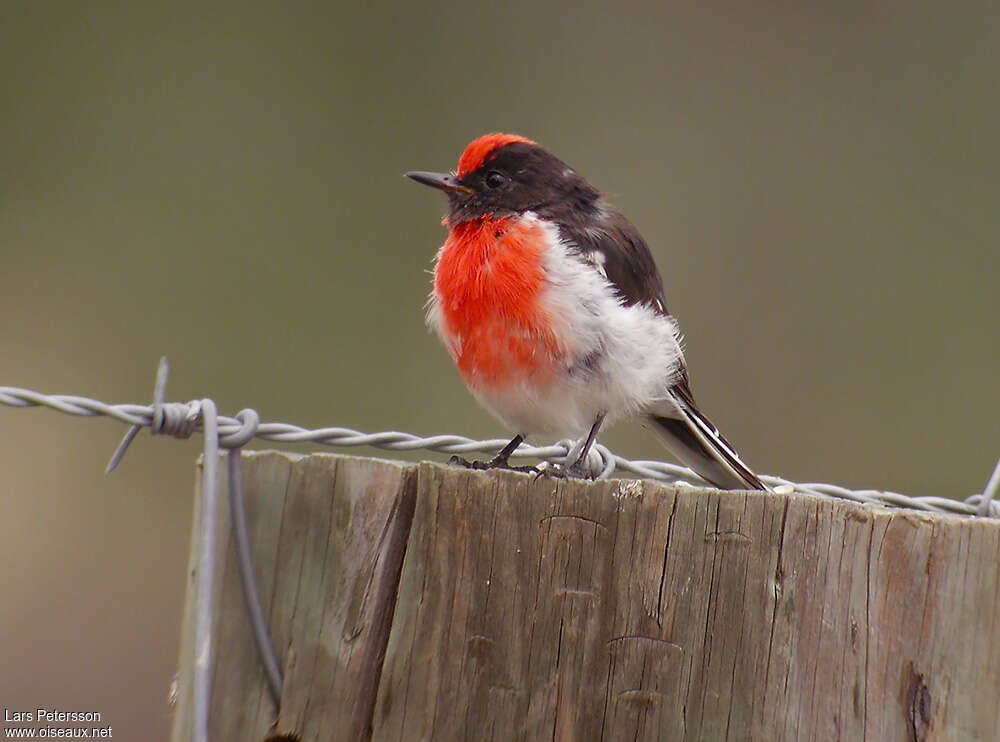 Red-capped Robinadult