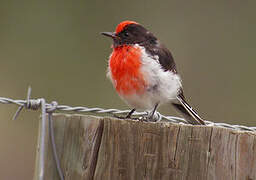 Red-capped Robin