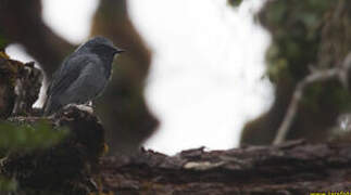 Black-throated Robin