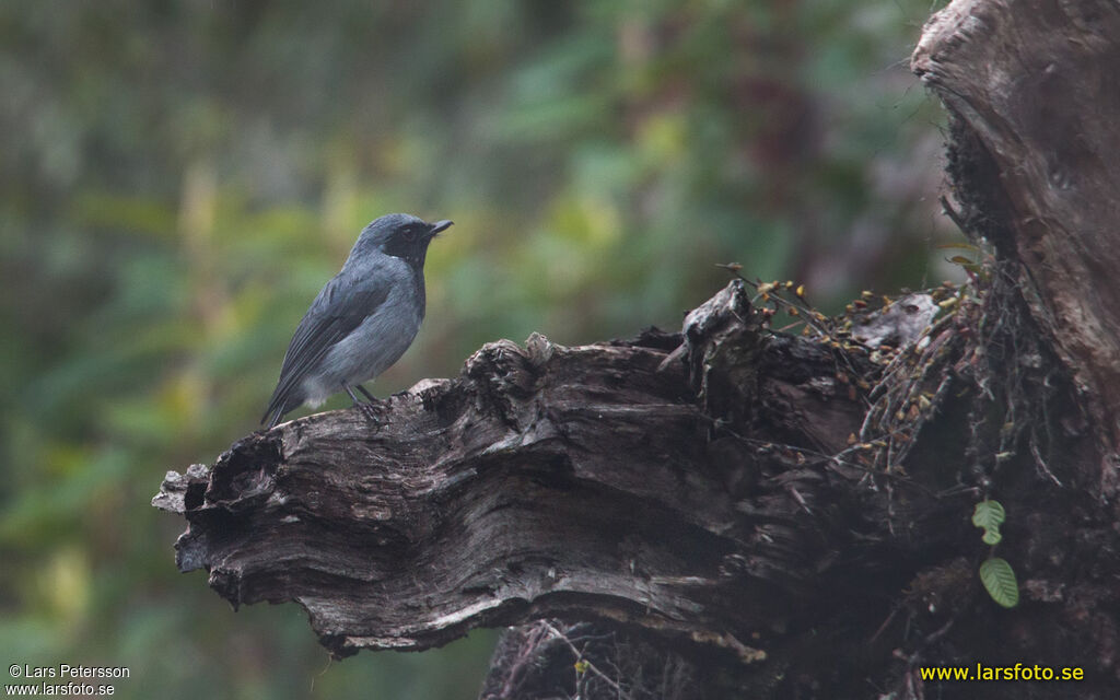 Black-throated Robin