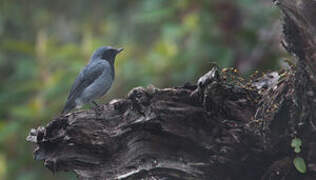 Black-throated Robin