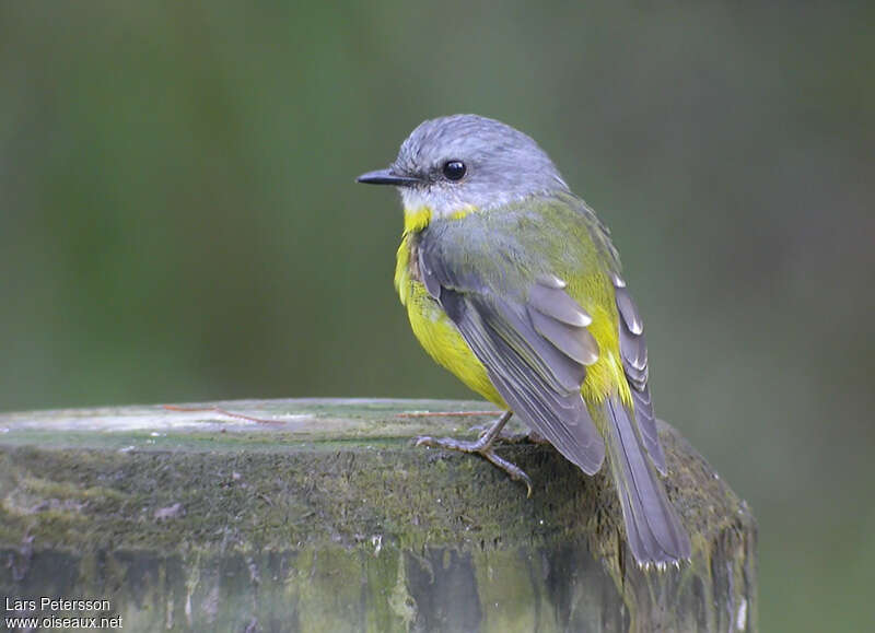 Eastern Yellow Robinadult, identification