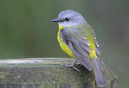 Eastern Yellow Robin