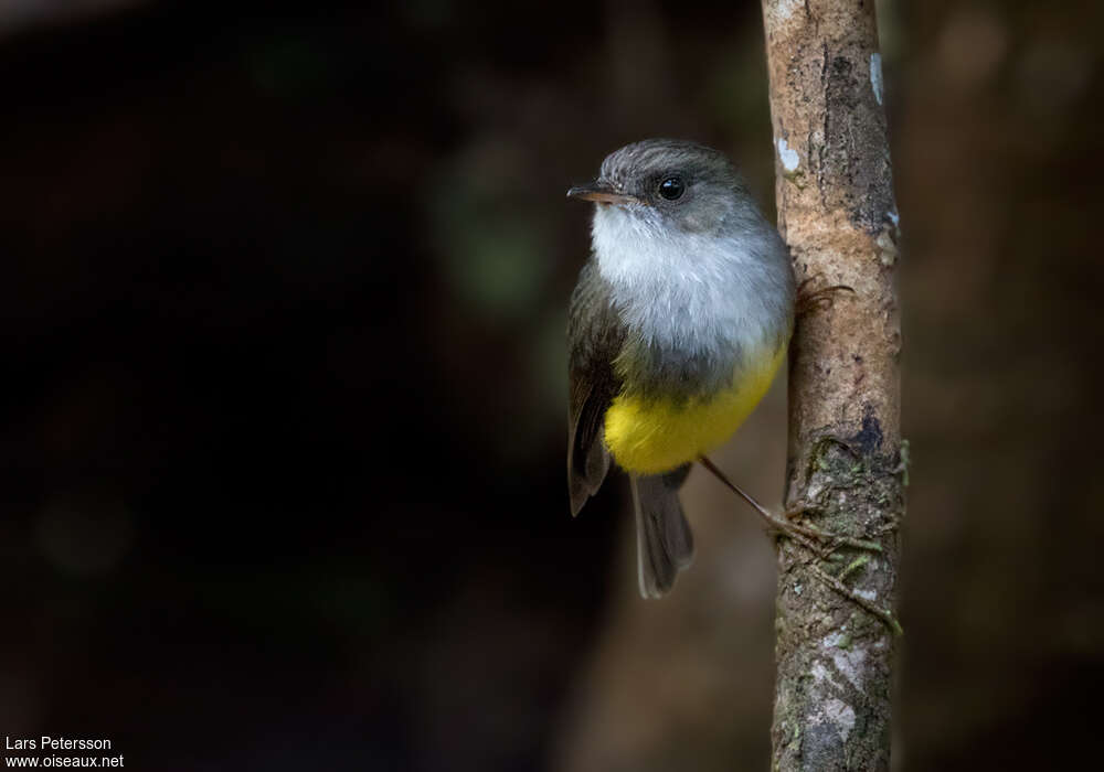 Yellow-bellied Flyrobinadult, identification, Behaviour