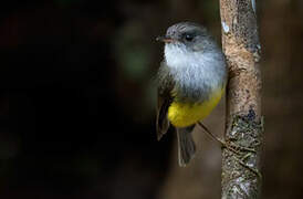 Yellow-bellied Flyrobin