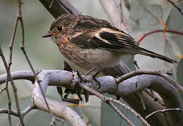 Scarlet Robin