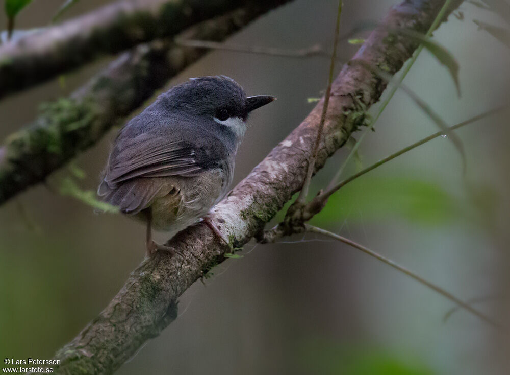 Ashy Robin