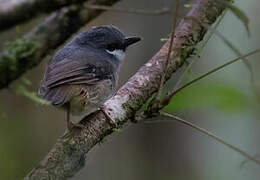 Ashy Robin