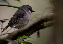 Ashy Robin