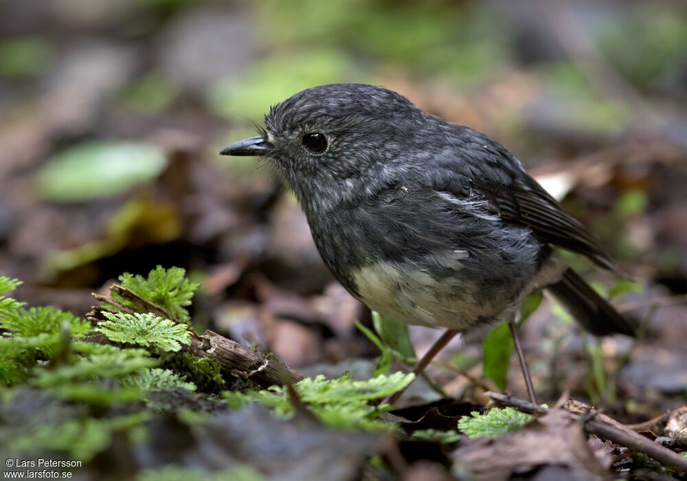 North Island Robin