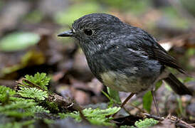 North Island Robin