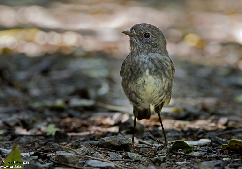 North Island Robin