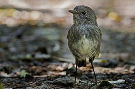 North Island Robin