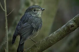 North Island Robin