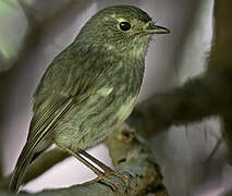 North Island Robin