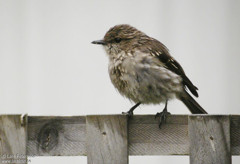 Dusky Robin