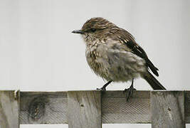 Dusky Robin