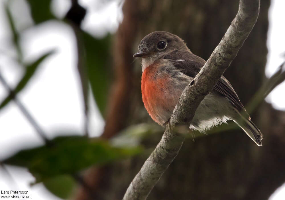 Pacific Robin