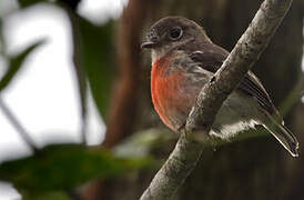 Pacific Robin