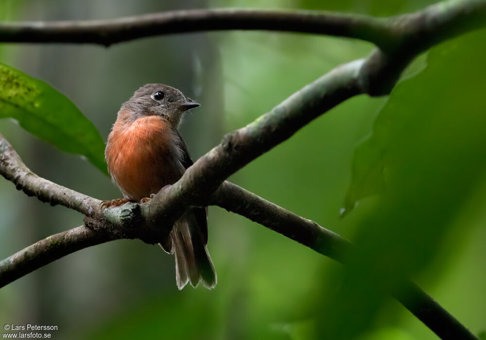 Pacific Robin