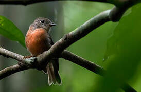 Pacific Robin