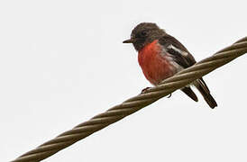 Pacific Robin