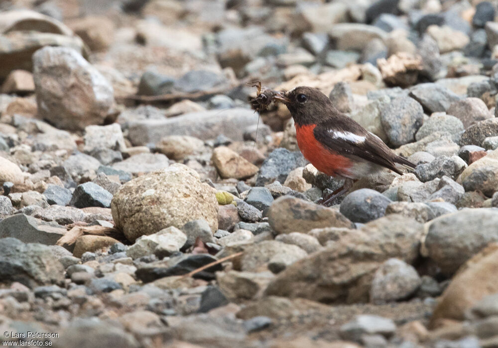 Pacific Robin