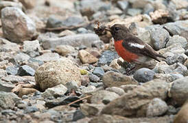 Pacific Robin