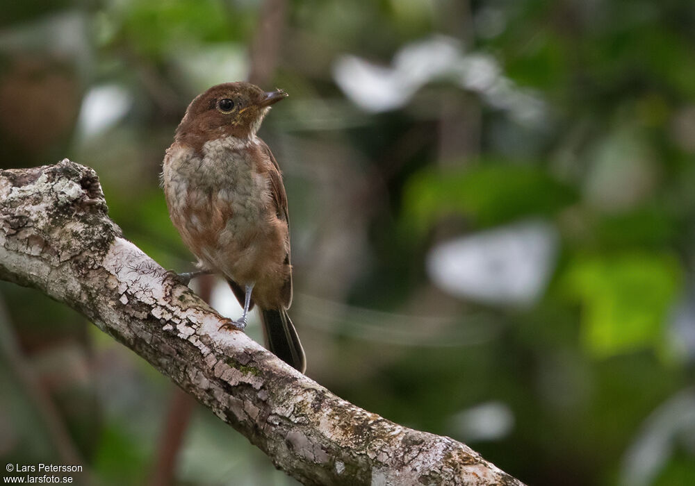 Pacific Robin