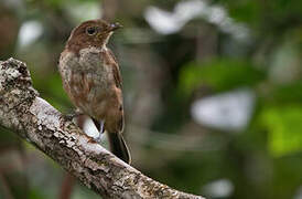 Pacific Robin