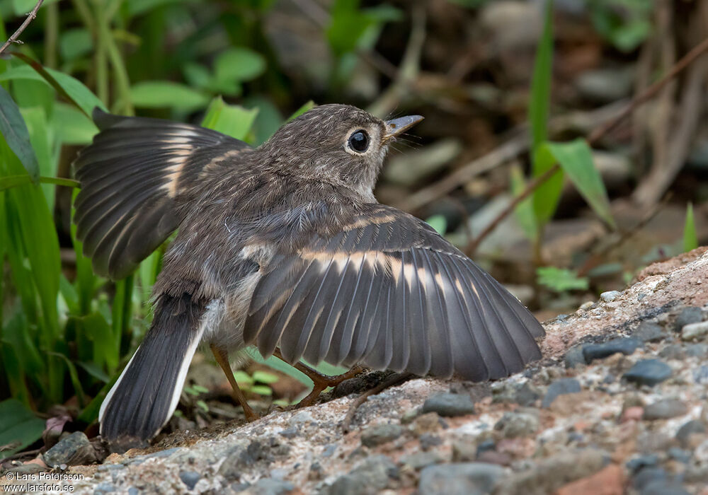 Pacific Robin