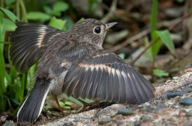 Pacific Robin