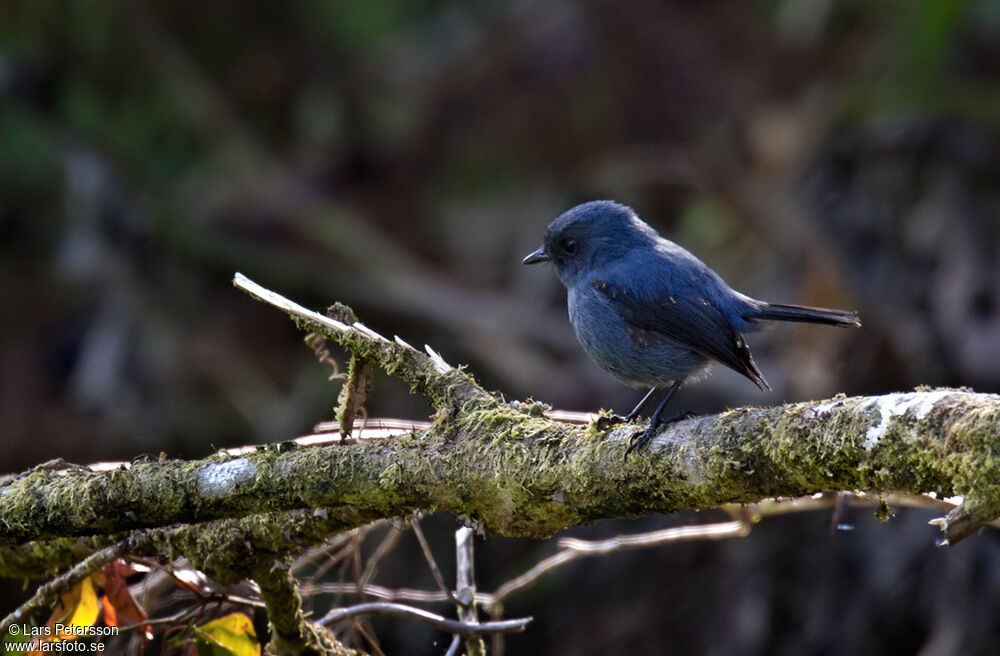 Slaty Robin