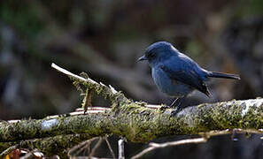 Slaty Robin