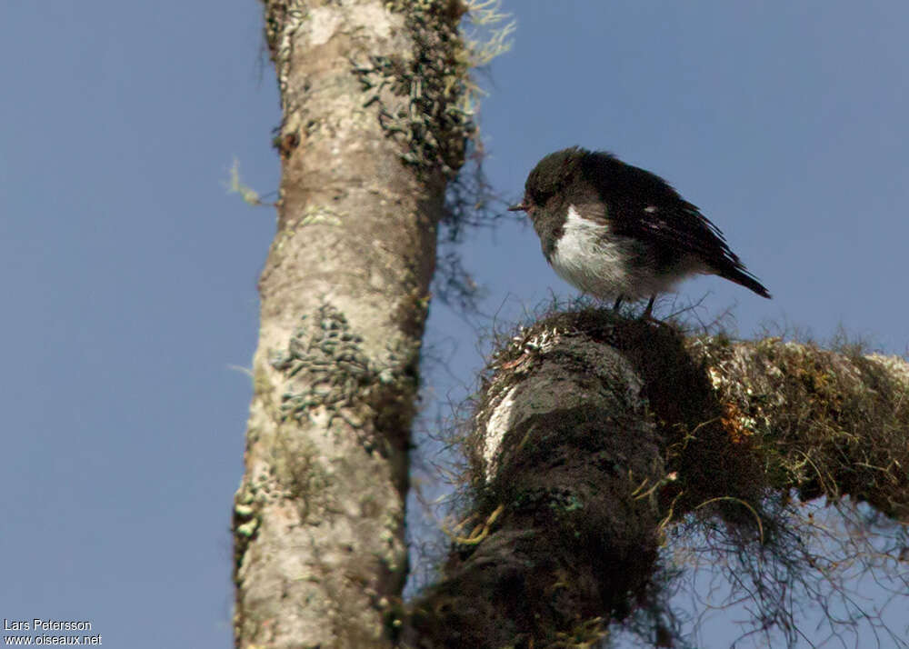 Mountain Robinadult