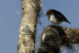 Mountain Robin