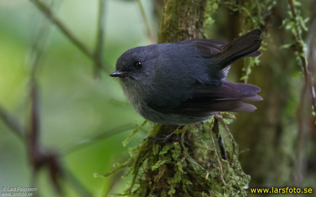 Smoky Robin