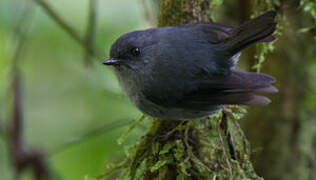 Smoky Robin