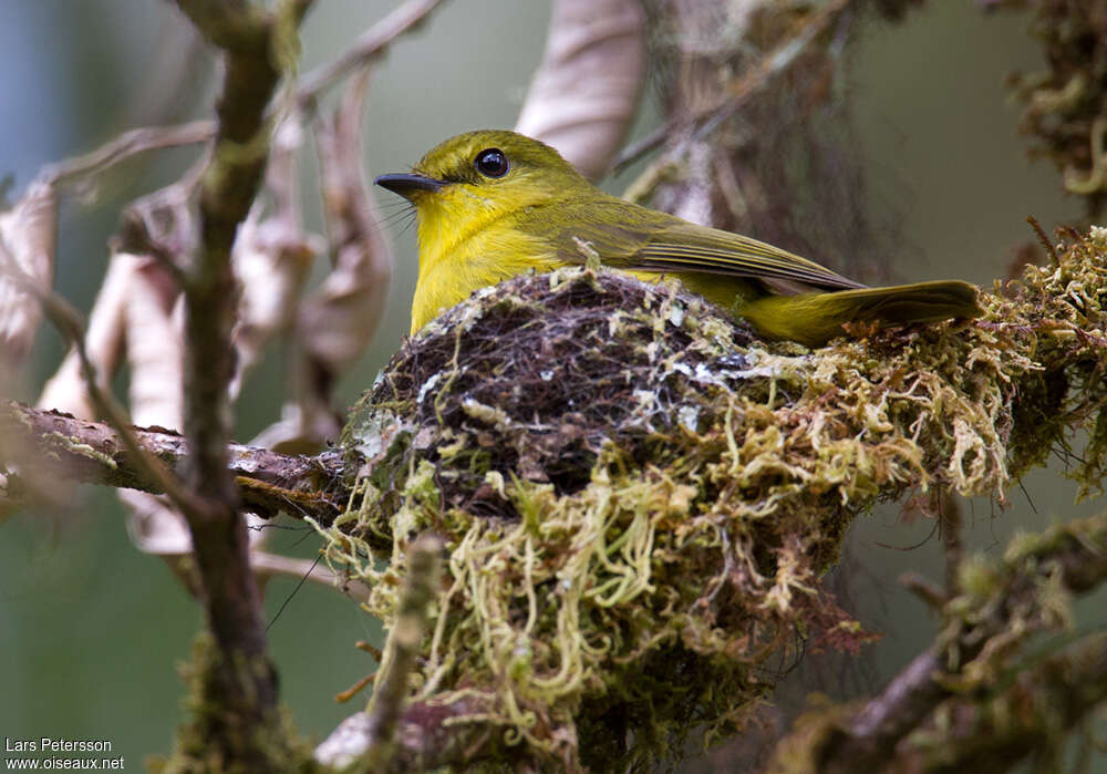 Canary Flyrobinadult, Reproduction-nesting