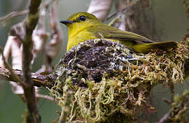 Canary Flyrobin