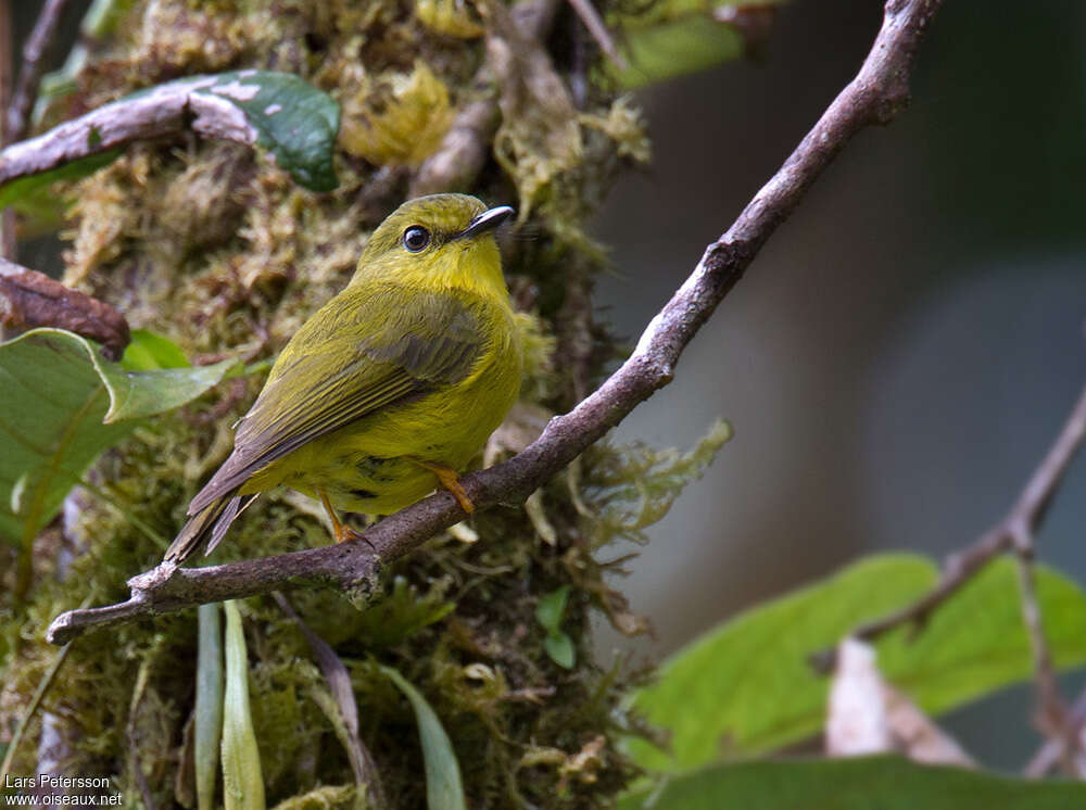 Canary Flyrobinadult, identification