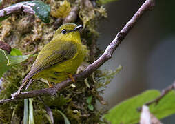 Canary Flyrobin