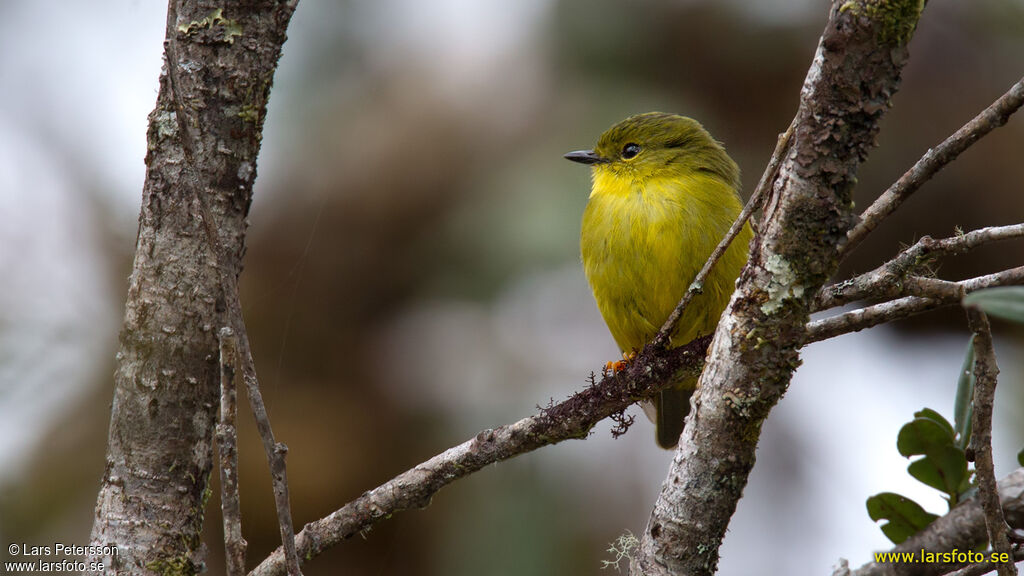 Canary Flyrobin