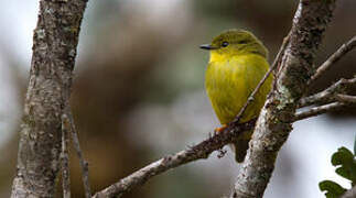 Canary Flyrobin