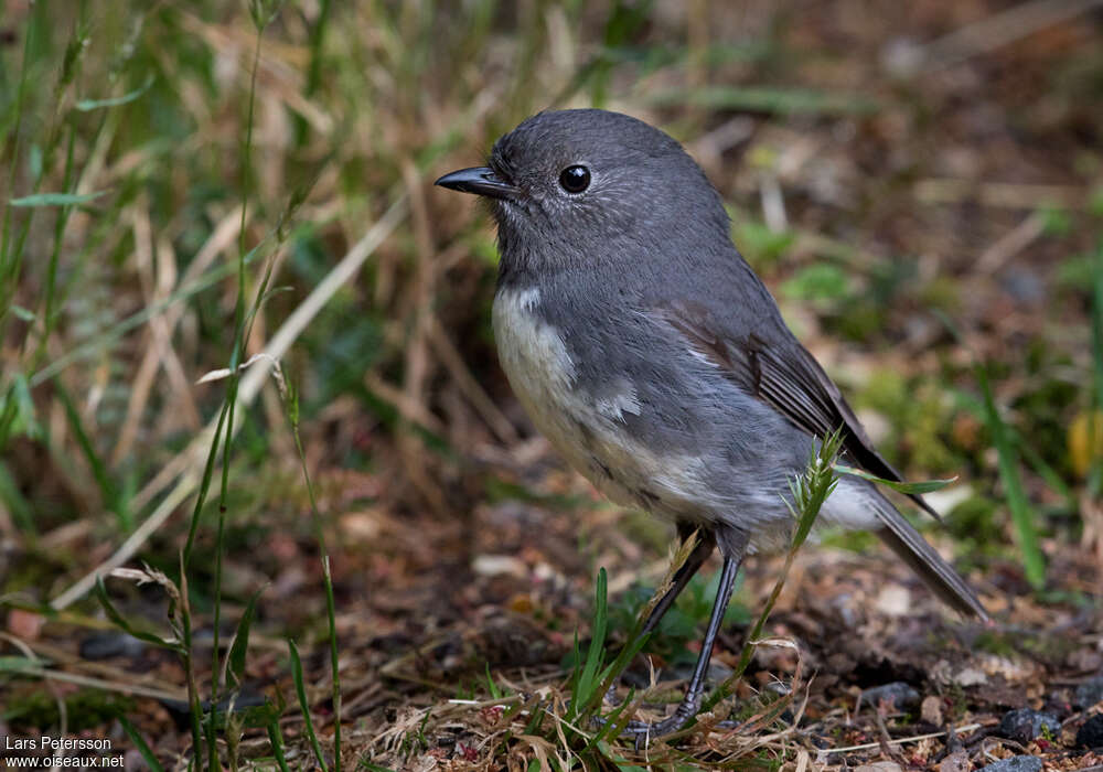 South Island Robinadult