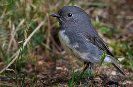 South Island Robin