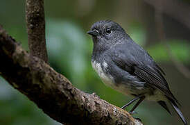 South Island Robin