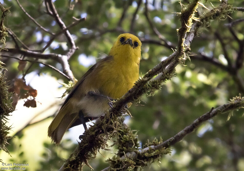 Yellowhead