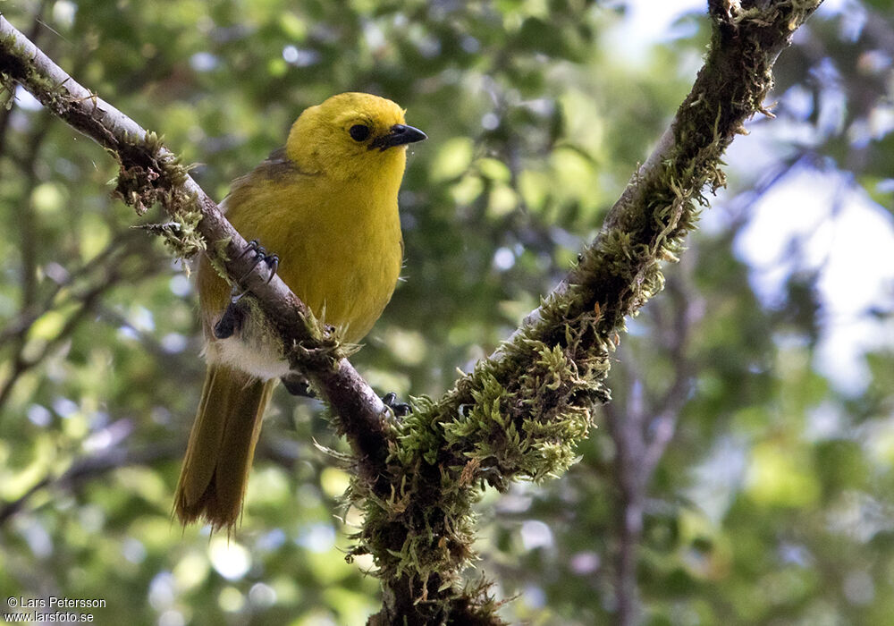 Yellowhead