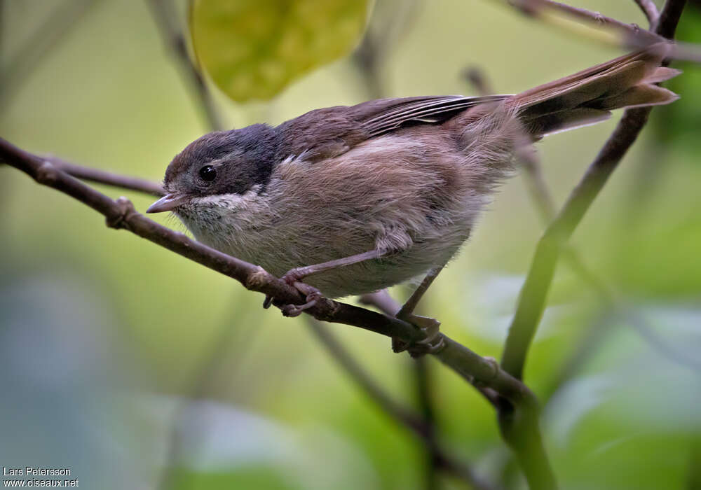 Pipipiadult, identification